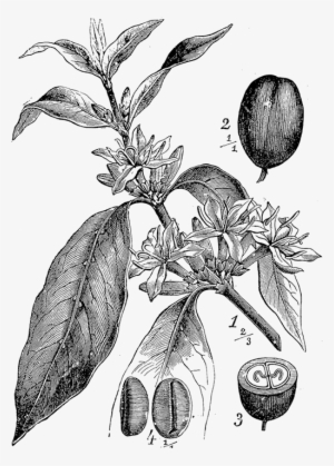 Ii - - Coffee Plant Botanical Drawing #4100643