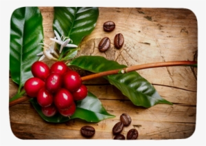 Red Coffee Beans On A Branch Of Coffee Tree Bath Mat - 12 K Cups Of Panama Fst Gesha Coffee #4100854
