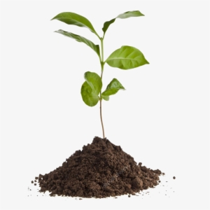Depositphotos 13839825 Stock Photo Coffee Plant Seedling - Nerium Cool #4100880
