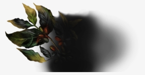 The Spirit Of Coffee - Macro Photography #4100957