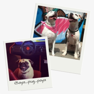 Dog Friendly Bars In Nc - Pug #4102424