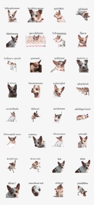 Lookchin Is A Cool Dog Ever - Siamese #4102481