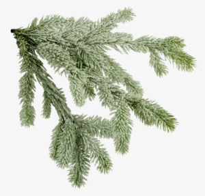 Pine Tree Branch Png Download - X Mas Tree Branch #4102745 Pine Tree Branch Png Download - X Mas Tree Branch #4102745