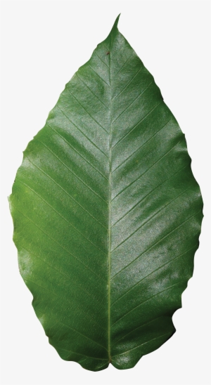 American Beech Friends Of The Louisiana State Arboretum - Orange Fruit Leaf Png #4102746