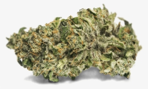 { Sorbet 11 } - Hytiva #4102885