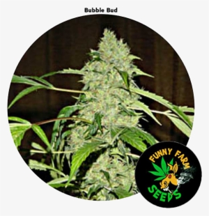 Bubble Bud 3 Seed For Auction - Bubble Gum #4103284