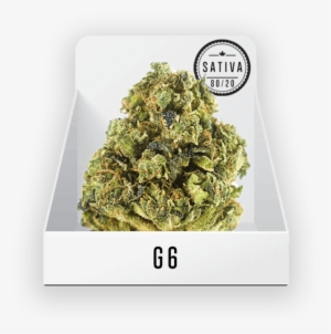 Medicine Man Denver - Medicine Man #4103444