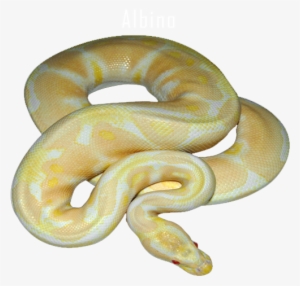 Https - Reptile #4103805