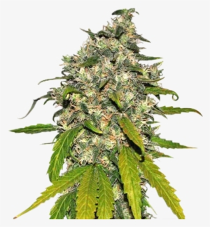 Taste Quality Varieties Auto Ak - Super Skunk Sweet Seeds #4103901