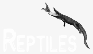 Reptiles - Reptile #4104009