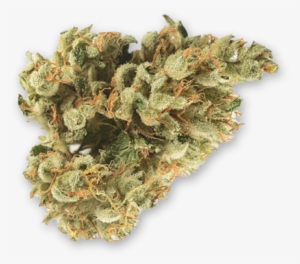 Bg Chem Dawg - Liverwort #4104098