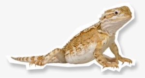 Scaley Mates - Heinemann Queensland Science Project - Middle Years #4104121