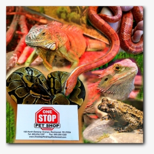 Ready For Your First Reptile Or Amphibian Pet Or, Maybe - Iguana #4104169