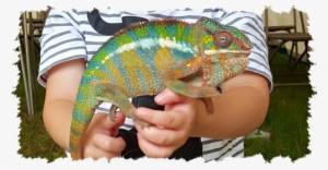 Reptiles - Common Chameleon #4104871