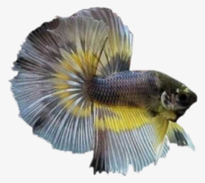 Clic Para Agrandar Imagen - Fighter Fish #4105266 Clic Para Agrandar Imagen - Fighter Fish #4105266