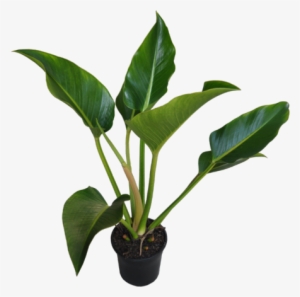 Philodendron 'congo' - Philodendron Congo #4105268