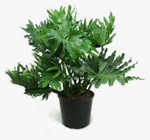 Philodendron Selloum Large - Philodendron Selloum Houseplant #4105273