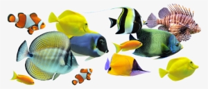 Peces - Ccea Gcse Single Award Science #4105299