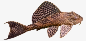 Fw - Nt Labs Algae Gone Aquarium Treatment #4 100ml #4105326