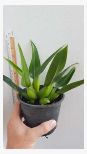 Philodendron Martianum #4105398