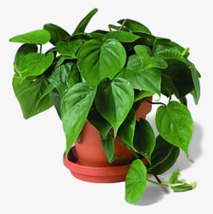 The Good Ole' Philodendron - Philodendron Definition #4105404