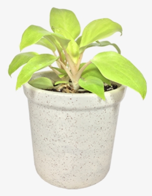 Philodendron - Flowerpot #4105460