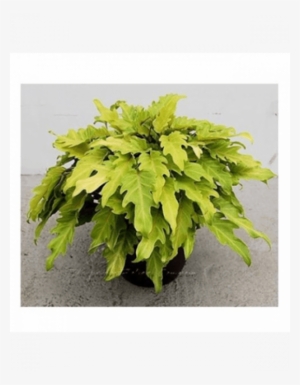 Philodendron Xanadu Golden Yellow Color Plant With - Philodendron Xanadu Gold #4105522
