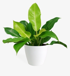 Philodendron Imperial Green Small - Philodendron #4105552