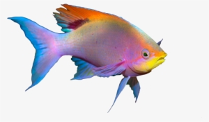 Amazing Cozumel Race® - Pomacentridae #4105553