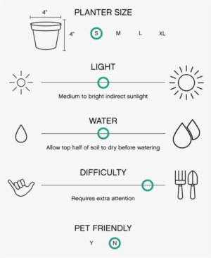 Calathea Rattlesnake Plant - Garden Croton #4105667