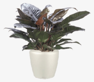 Philodendron Imperial Red #4105692
