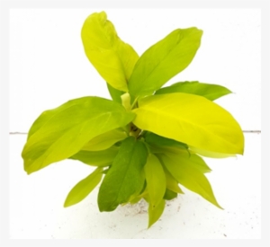 Philodendron Ceylon Gold Yellow Color Plant - Philodendron Ceylon Gold #4105744