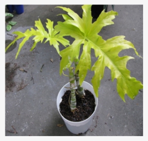 Philodendron Selloum Gold Yellow Color Plant - Philodendron Selloum Gold #4105798