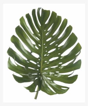 Monstera - Monstera Deliciosa Liebm Png #4105827