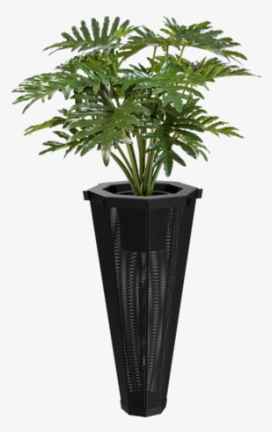 Philodendron #4105875