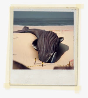 Tx E4 4a Beach Whales Unlocked - Whales #4105989