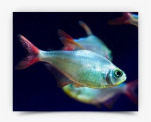 Peces En Colombia #4106014