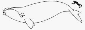 North Atlantic Right Whale Outline #4106039