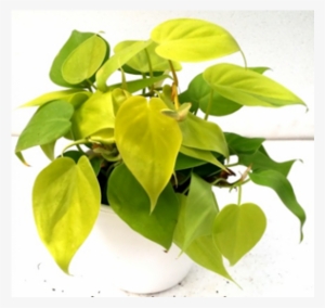 Philodendron Scanden Golden Pride Green Yellow Color - Golden Pride #4106057