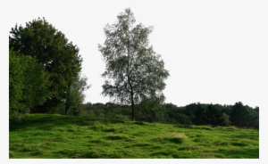 Trees Background Png #4106059