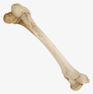 Bone Png - Real Bone Png #4106093