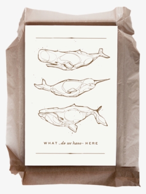 Whales - Mail Bag #4106263