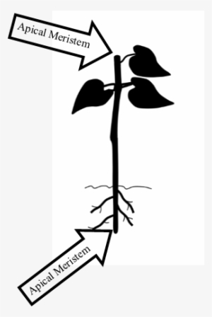 When Cloning Plants It Is Best To Use Rooting Hormone - Illustration #4106291