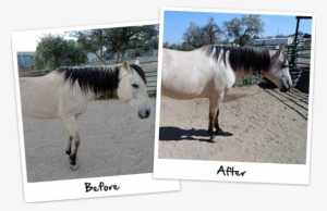 Platinum Performance® Equine & Platinum Hoof Support - Mane #4106312