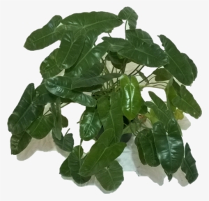 Philodendron - Houseplant #4106554