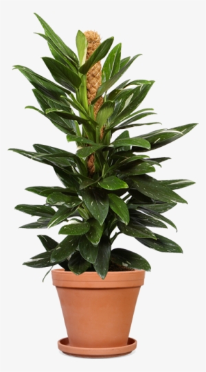 Philodendron Cobra 19 Terracotta - Philodendron Cobra Care #4106597
