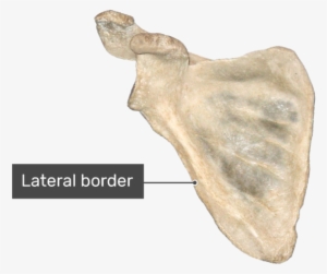 Anterior Scapula Bone With Labeled Lateral Border - Scapula Anterior View Labeling #4106853