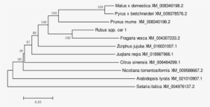 Ml Tree Of Cer1 Of Blackberry And Other Plants - Document #4107038