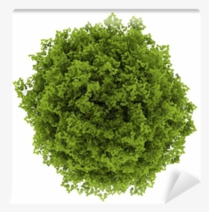 Top View Of Euonymus Verrucosa Bush Isolated On White - Tree Top View #4107505