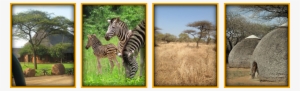 Swaziland Bush Lodge - Zebra #4107694